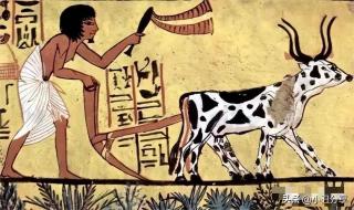 石器时代鲨鱼的性格 石器时代鲨鱼的性格