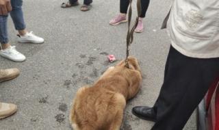 香肠派对身份卡军师