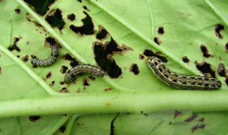 小菜蛾为什么难防治 小菜蛾为什么难防治