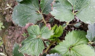 烂草莓小说 烂草莓小说