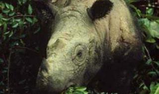 村民养17只濒危老虎