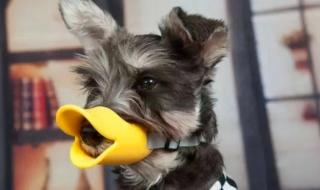 危害社会公共安全罪