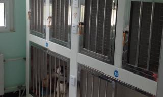 北京最好的宠物医院 北京最好的宠物医院